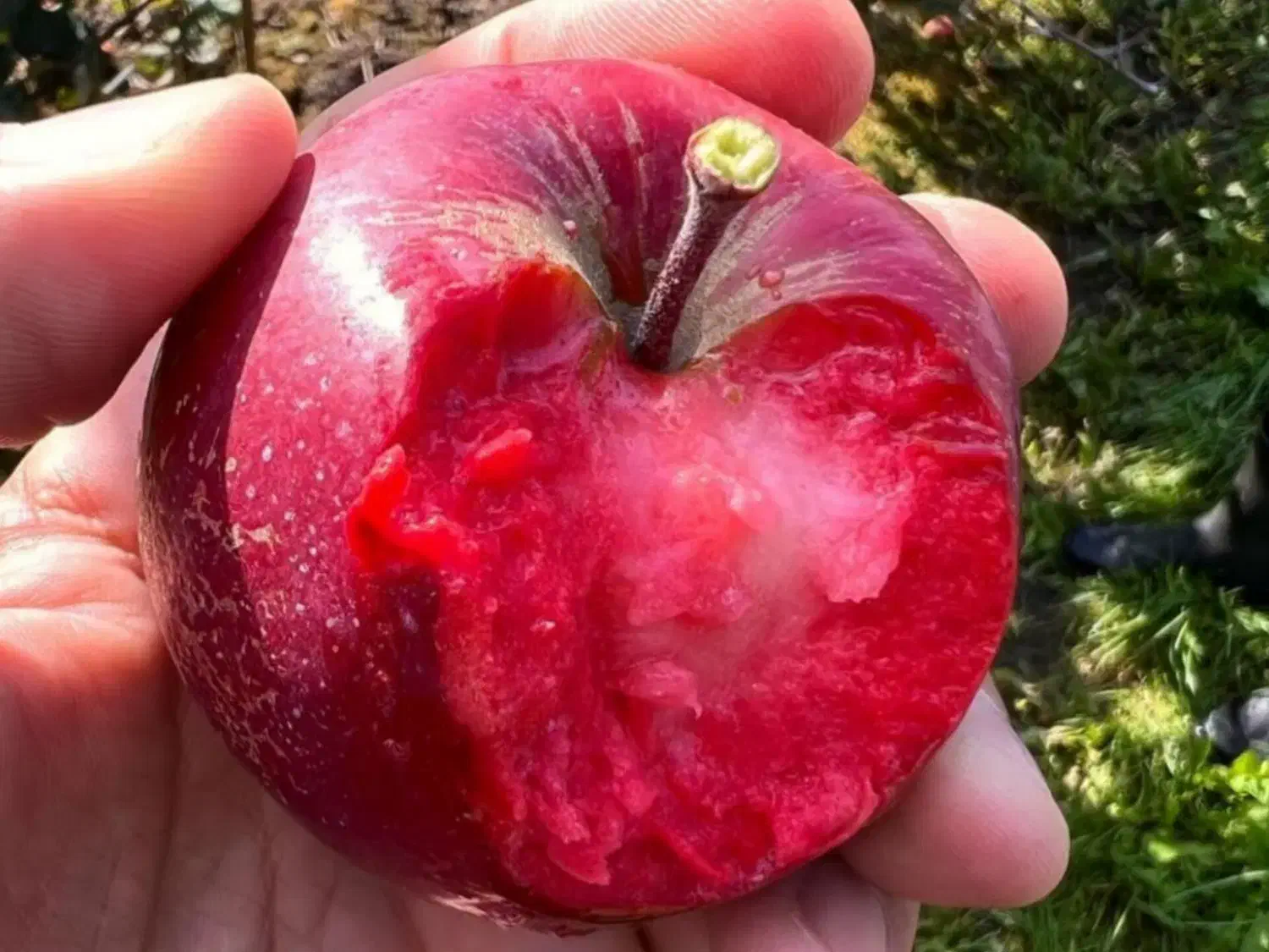 انواع نهال سیب پیوندی|خدمات باغبانی و درختکاری|سمیرم, |دیوار