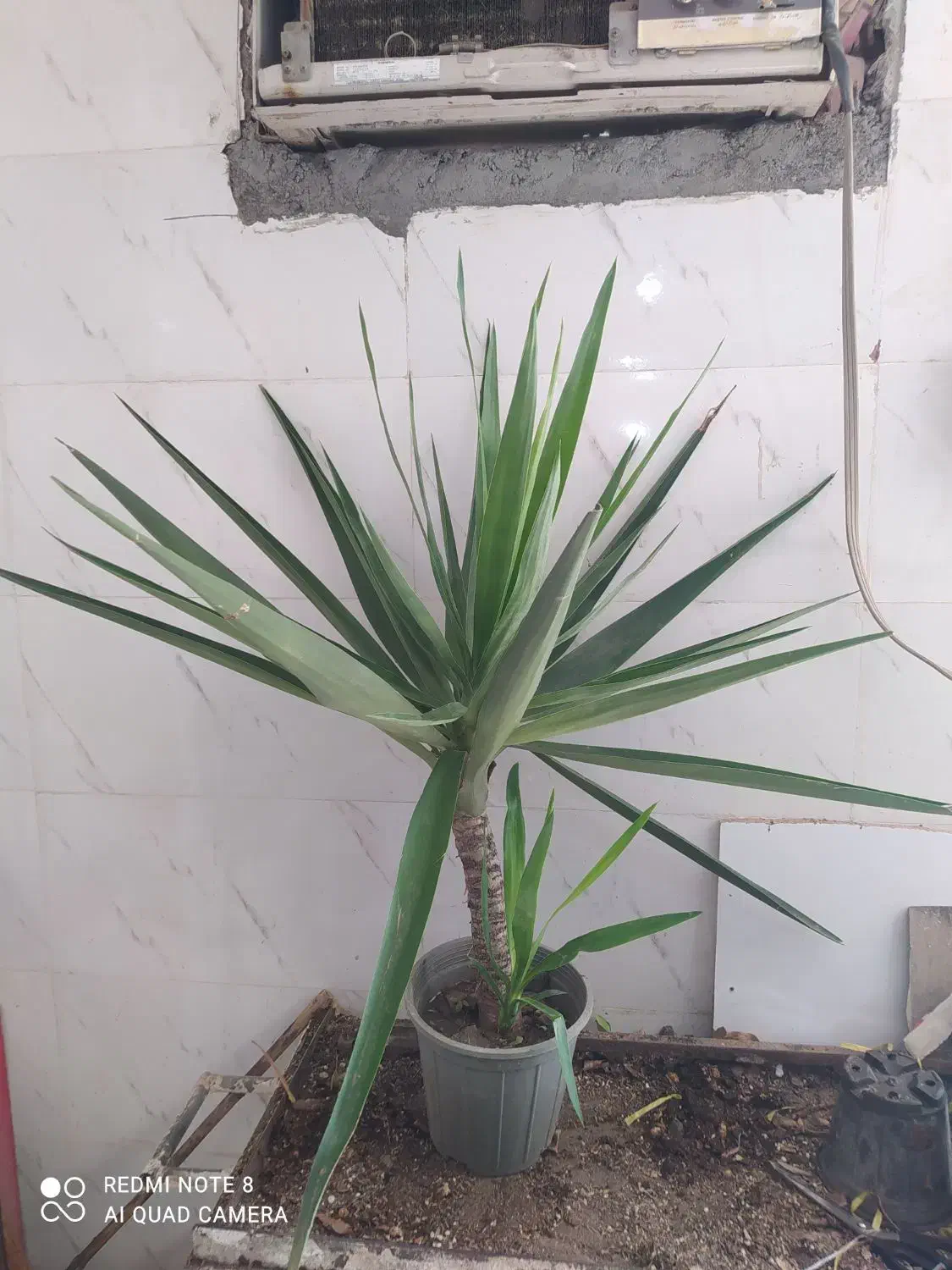 گل و گیاه یوکا|گل و گیاه طبیعی|اهواز, سیصد دستگاه|دیوار