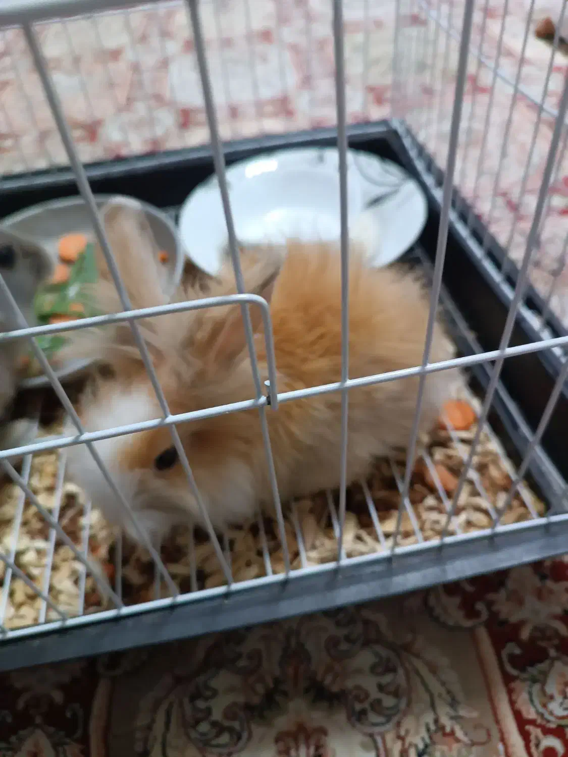 خرگوش لوپ|موش و خرگوش|مشهد, شهرک مهرگان|دیوار