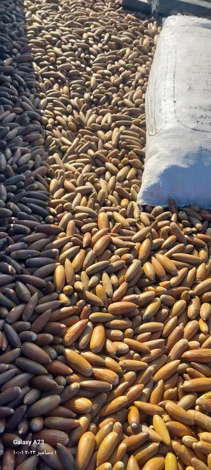 بلوط درجه یک ریز|حیوانات مزرعه|شوشتر, |دیوار