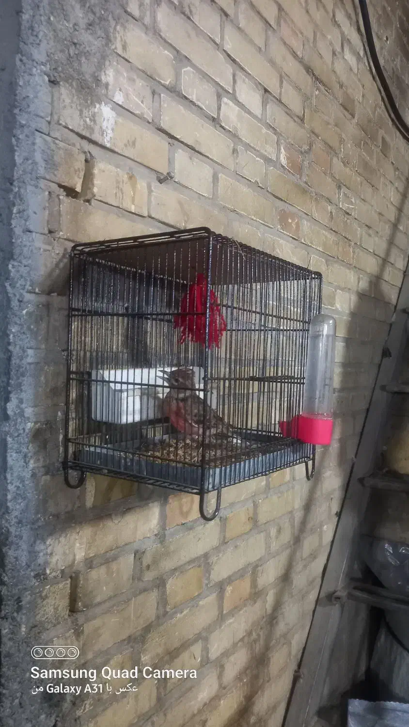 سهره بخون فروش یا معاوضه|پرنده|چهاردانگه (تهران), |دیوار