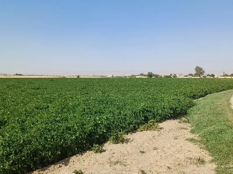 زمین کشاورزی آبی|فروش زمین و ملک کلنگی|رزن, |دیوار