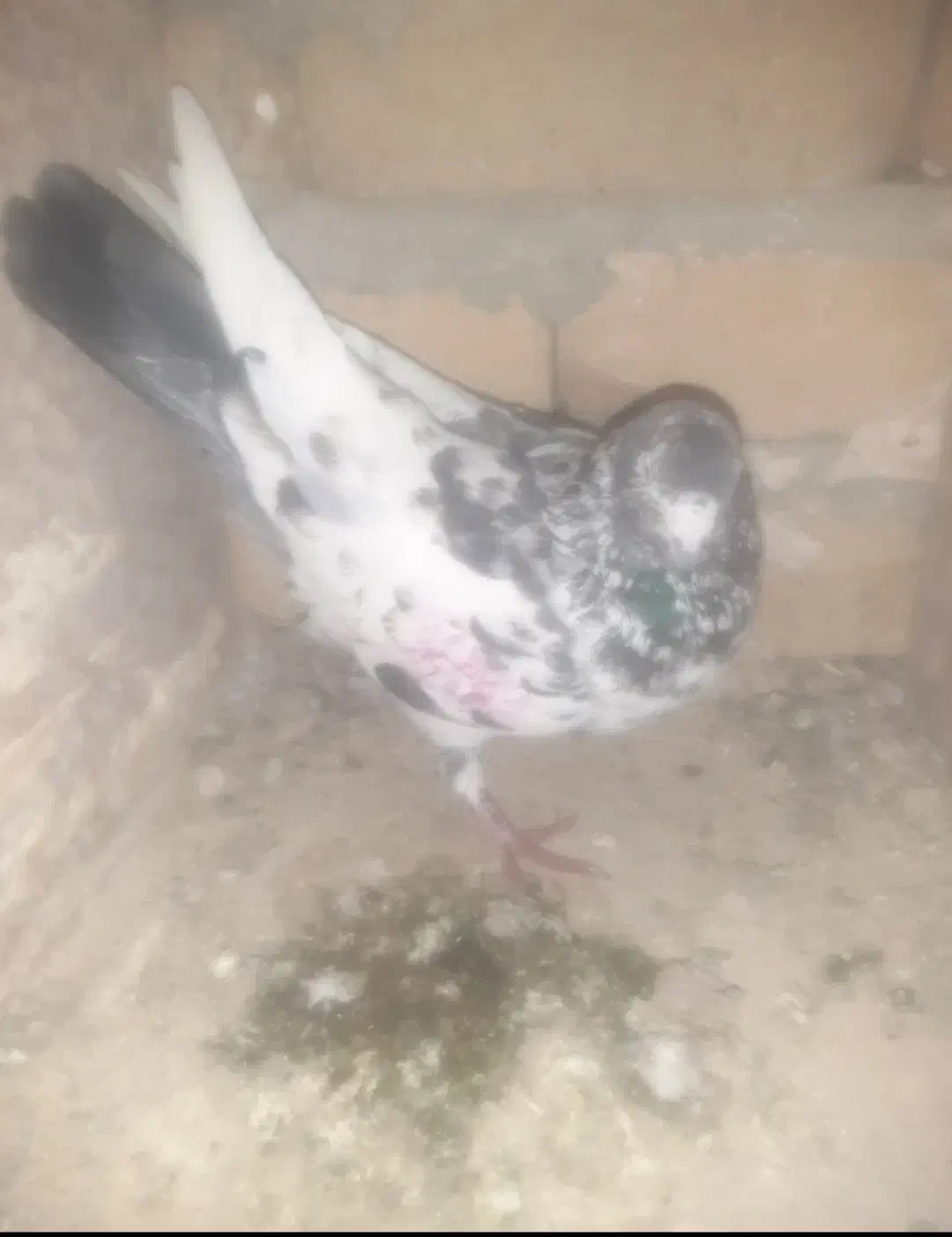 کبوتر|حیوانات|بروجرد, |دیوار