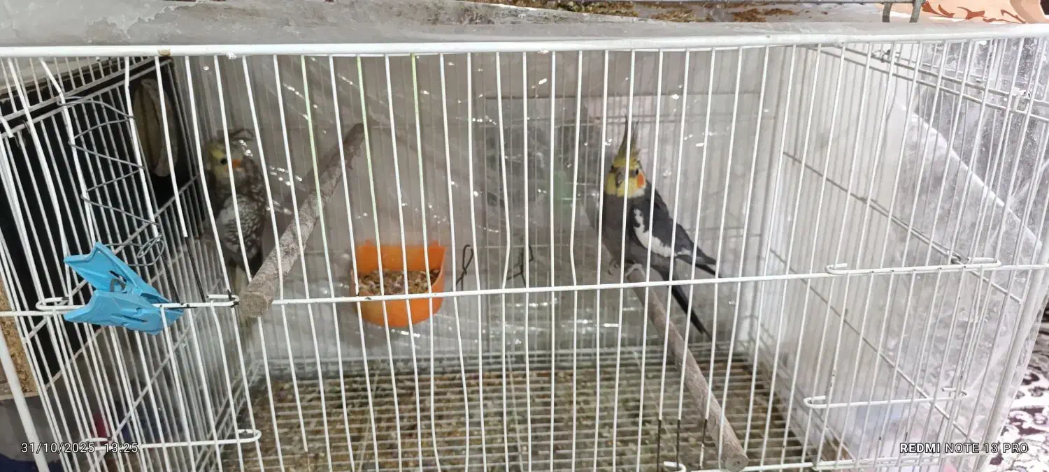 عروس هلندی نر ماده و ماده تک|پرنده|مشهد, شهید معقول|دیوار