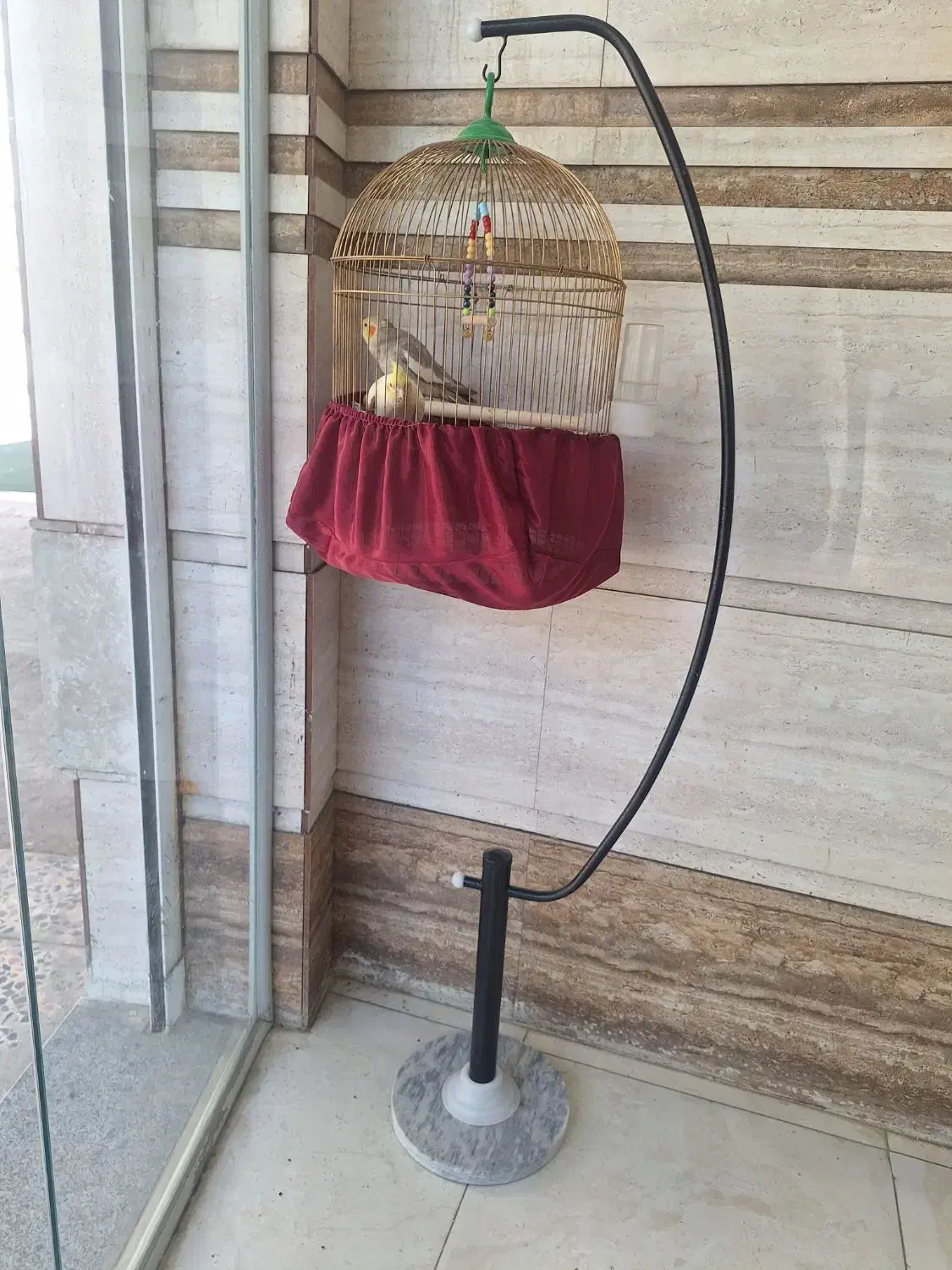 نرومادهطوطی عروس/باقفس ایستاده|پرنده|دزفول, |دیوار