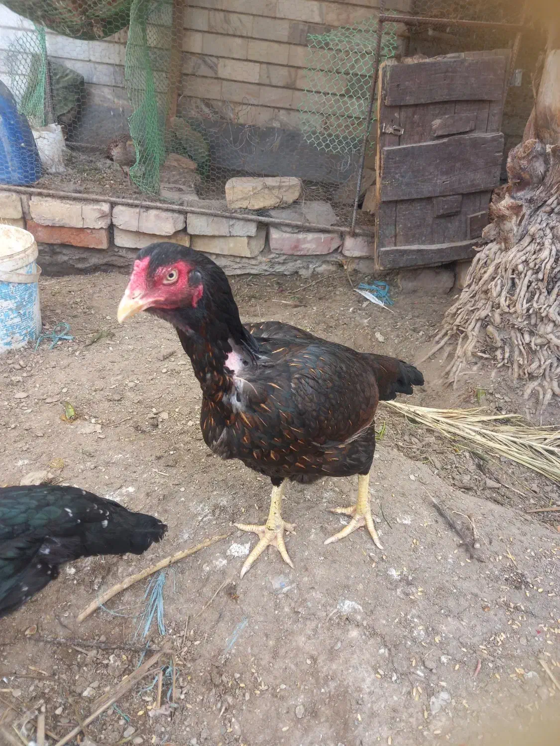 مرغ|حیوانات مزرعه|سراوان, |دیوار