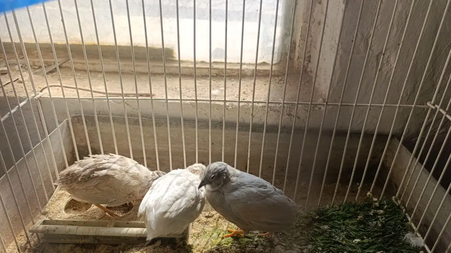 بلدرچین مینیاتوری|پرنده|بافق, |دیوار