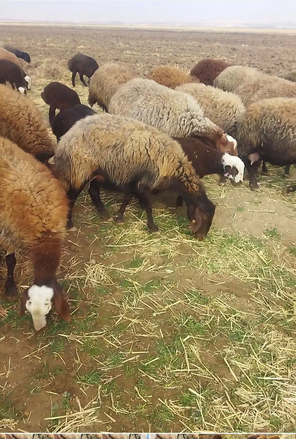 32 گوسفند|حیوانات مزرعه|گیان, |دیوار