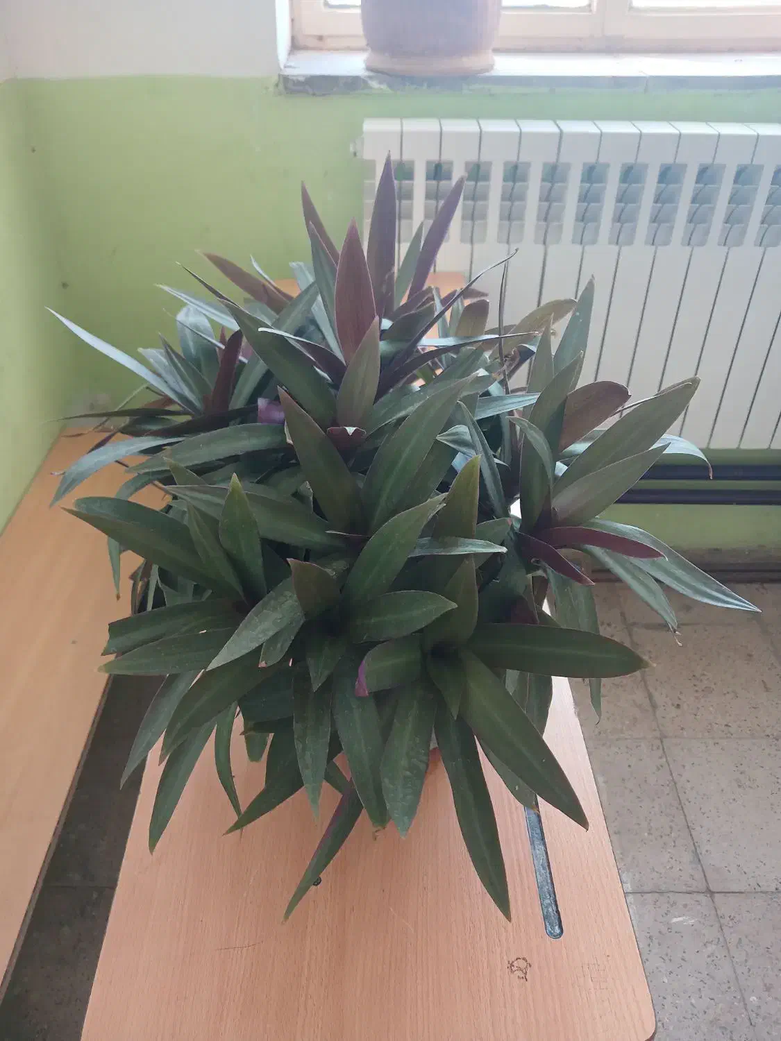 گل آپارتمانی|گل و گیاه طبیعی|میاندوآب, |دیوار