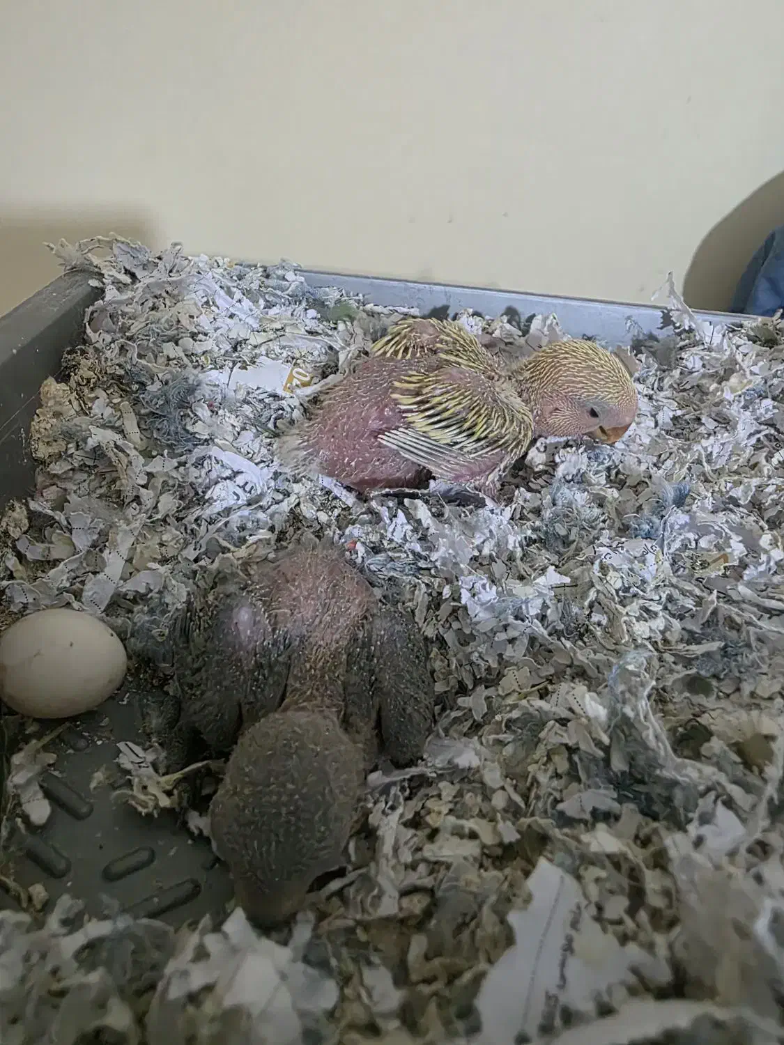 جوجه برزیلی 20روزه، مقطوع،معاوضه خیر|پرنده|شیراز, سینما سعدی|دیوار