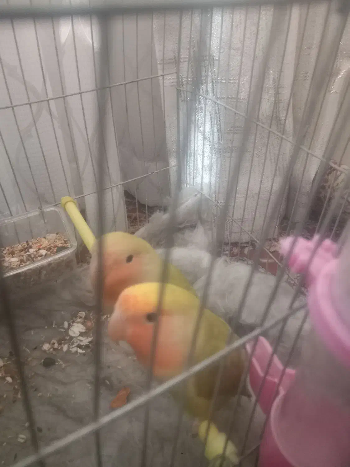 طوطی برزیلی|پرنده|ابهر, |دیوار