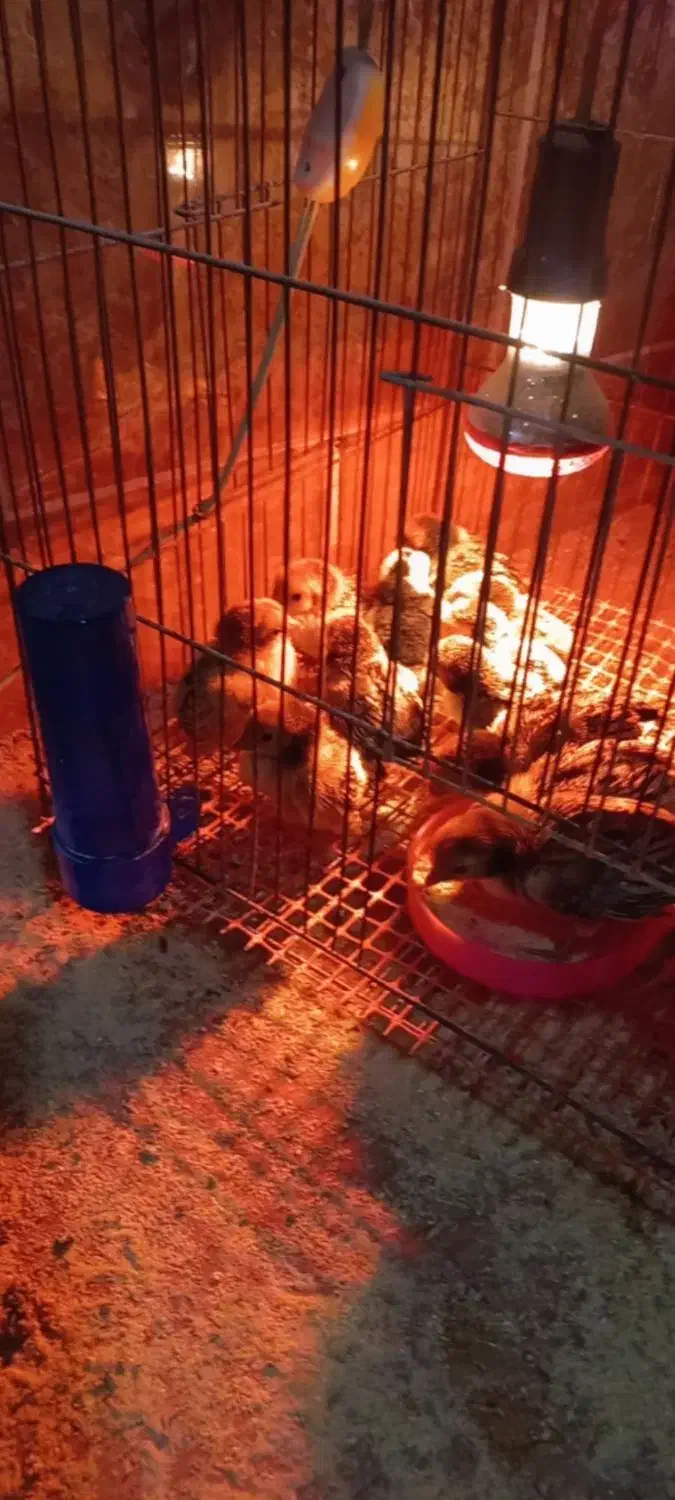 جوجه سبرایت گلد|حیوانات مزرعه|کاشان, کارگر|دیوار