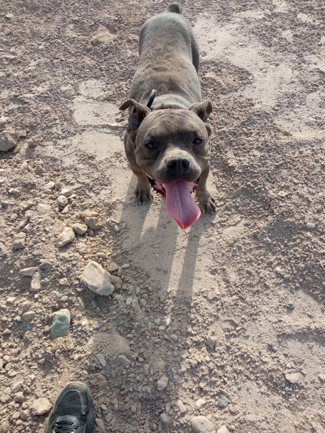 معاوضه با سگ نگهبان|سگ|شریفآباد, |دیوار