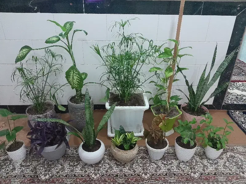 بالزدانس|صنایع دستی و سایر لوازم تزئینی|ترکمانچای, |دیوار