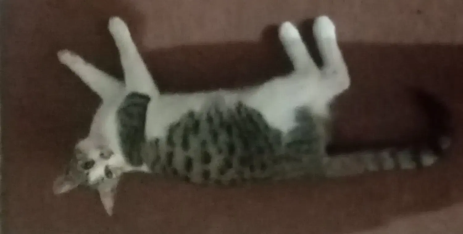 گربه های ناز وخونگی ومهربان وابسته به انسان|گربه|گنبد کاووس, |دیوار