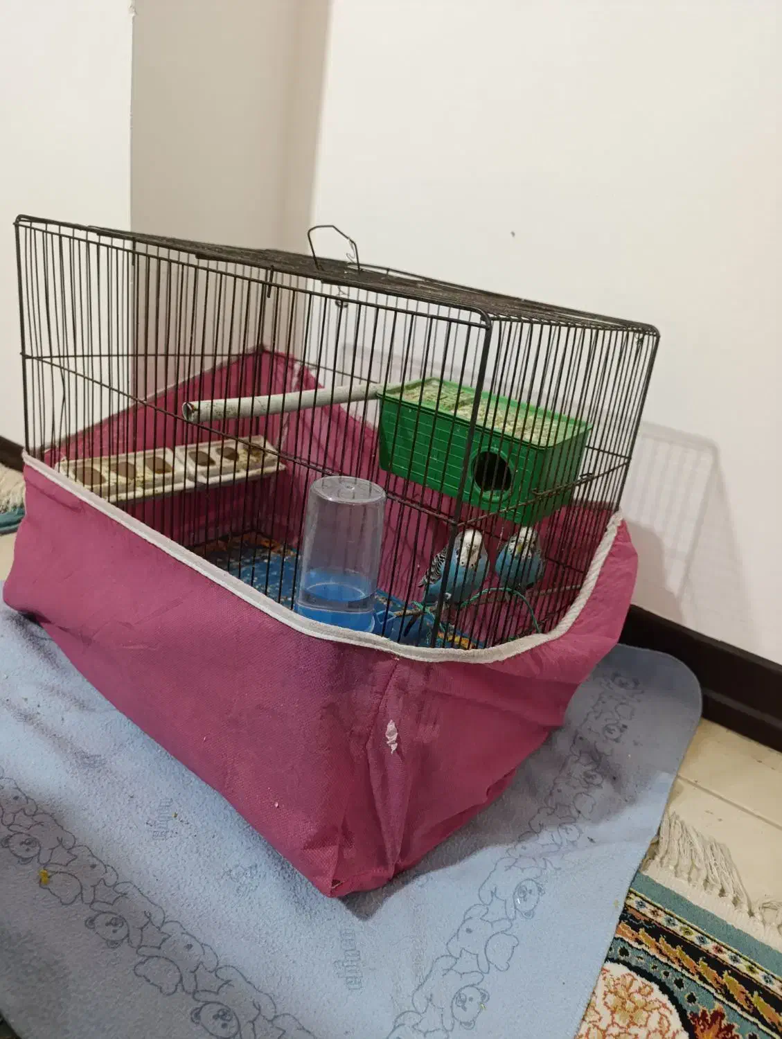 مرغ عشق باهمه وسایل|پرنده|اصفهان, کوجان|دیوار