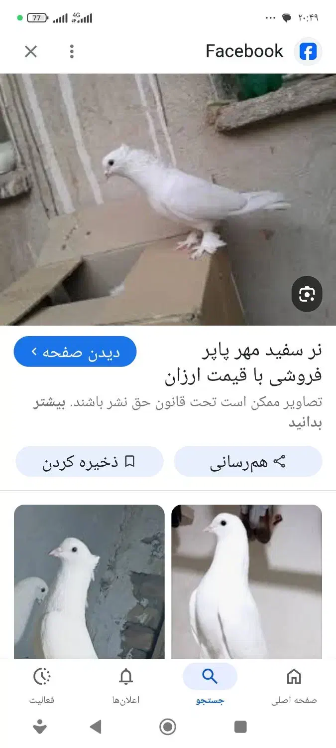 کبوتر سفید پاپر گمشده|پرنده|شاهین‌شهر, شهرک گلدیس|دیوار