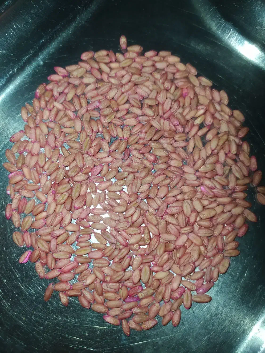 گندم بذری کوهدشت|گل و گیاه طبیعی|کوهدشت, |دیوار