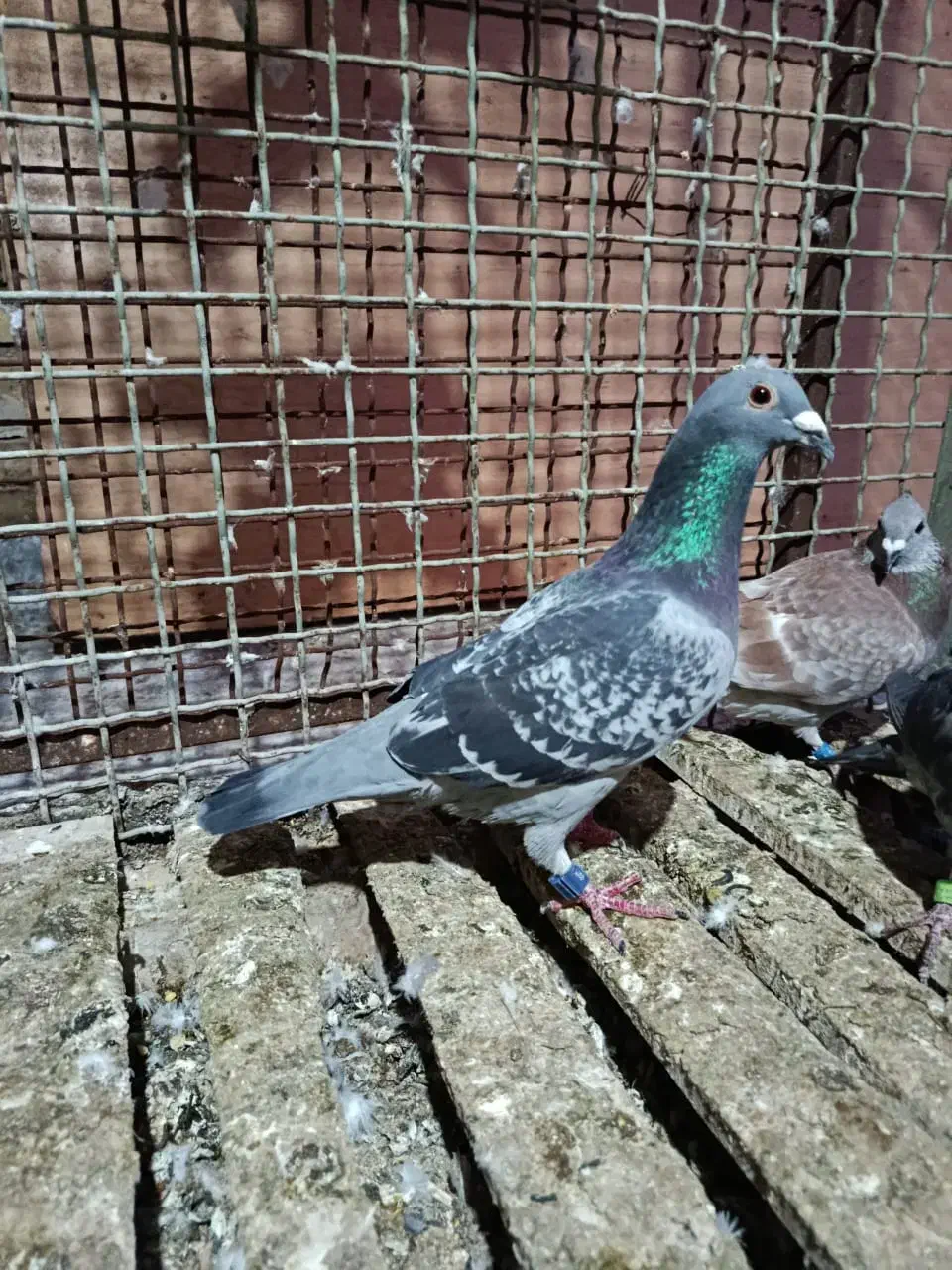 عراق نره|پرنده|خرمشهر, |دیوار