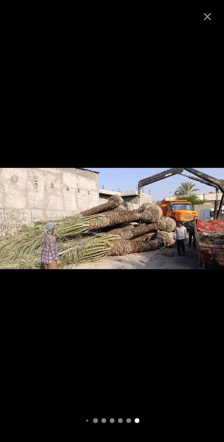 فروش نخل خرما بلندوچندمتری|گل و گیاه طبیعی|چابهار, |دیوار