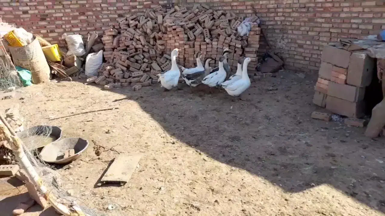 غاز|حیوانات مزرعه|خوی, |دیوار