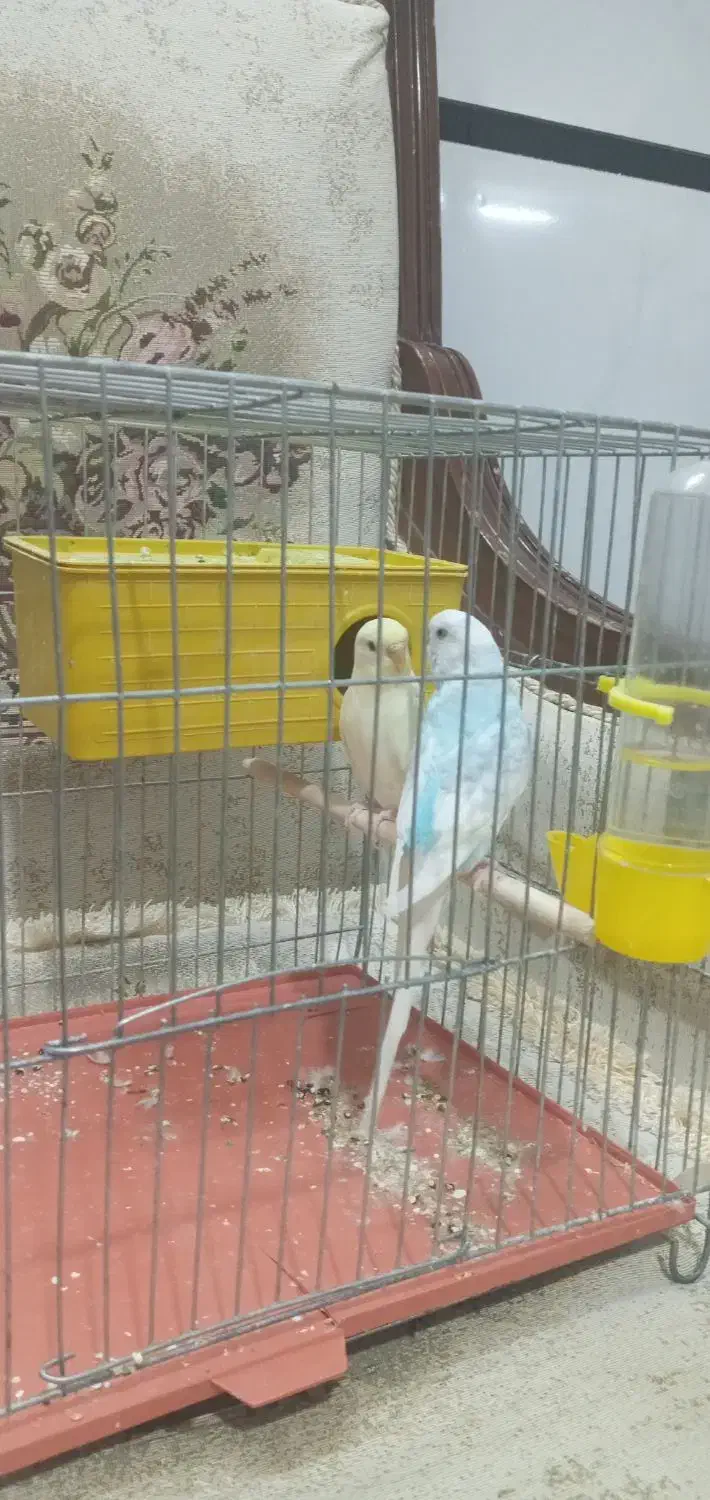 مرغ عشق|پرنده|قم, ناصردیوان|دیوار