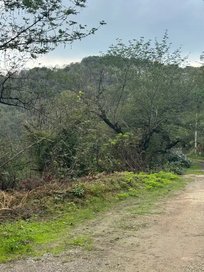 ۵۰۰متر زمین‌جنگلی مسکونی قابلیت تفکیک ویو ابدی|فروش زمین و ملک کلنگی|سیاهکل, |دیوار