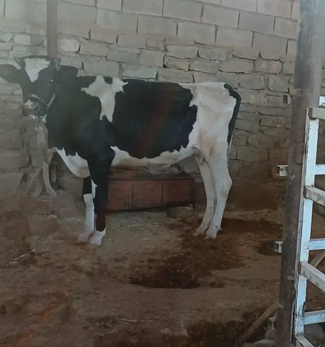 گاو|حیوانات مزرعه|مسجد سلیمان, |دیوار