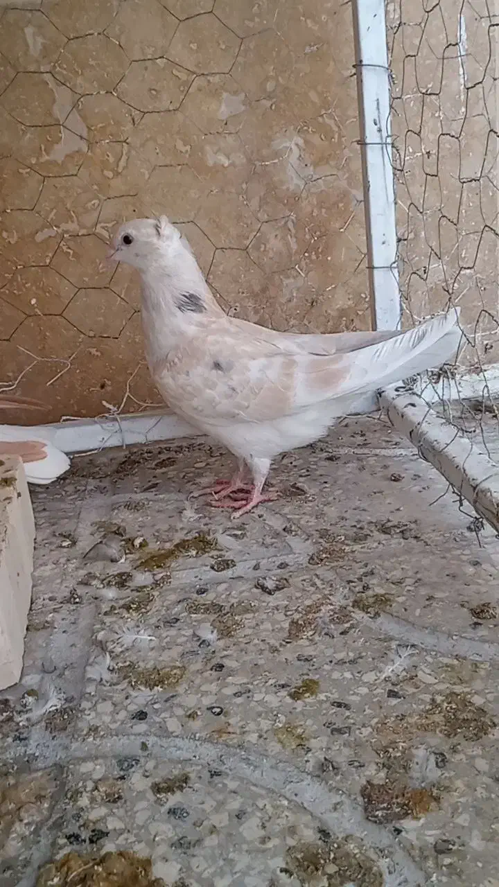 کفترکبوتردم سفیدکلاغ طوقی کاکلی|پرنده|تربت‌حیدریه, داروپخش|دیوار