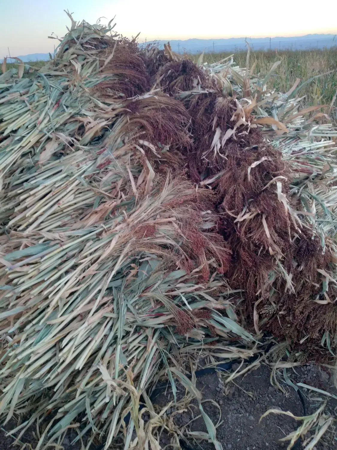 جارو|لوازم نظافت|زنجان, |دیوار