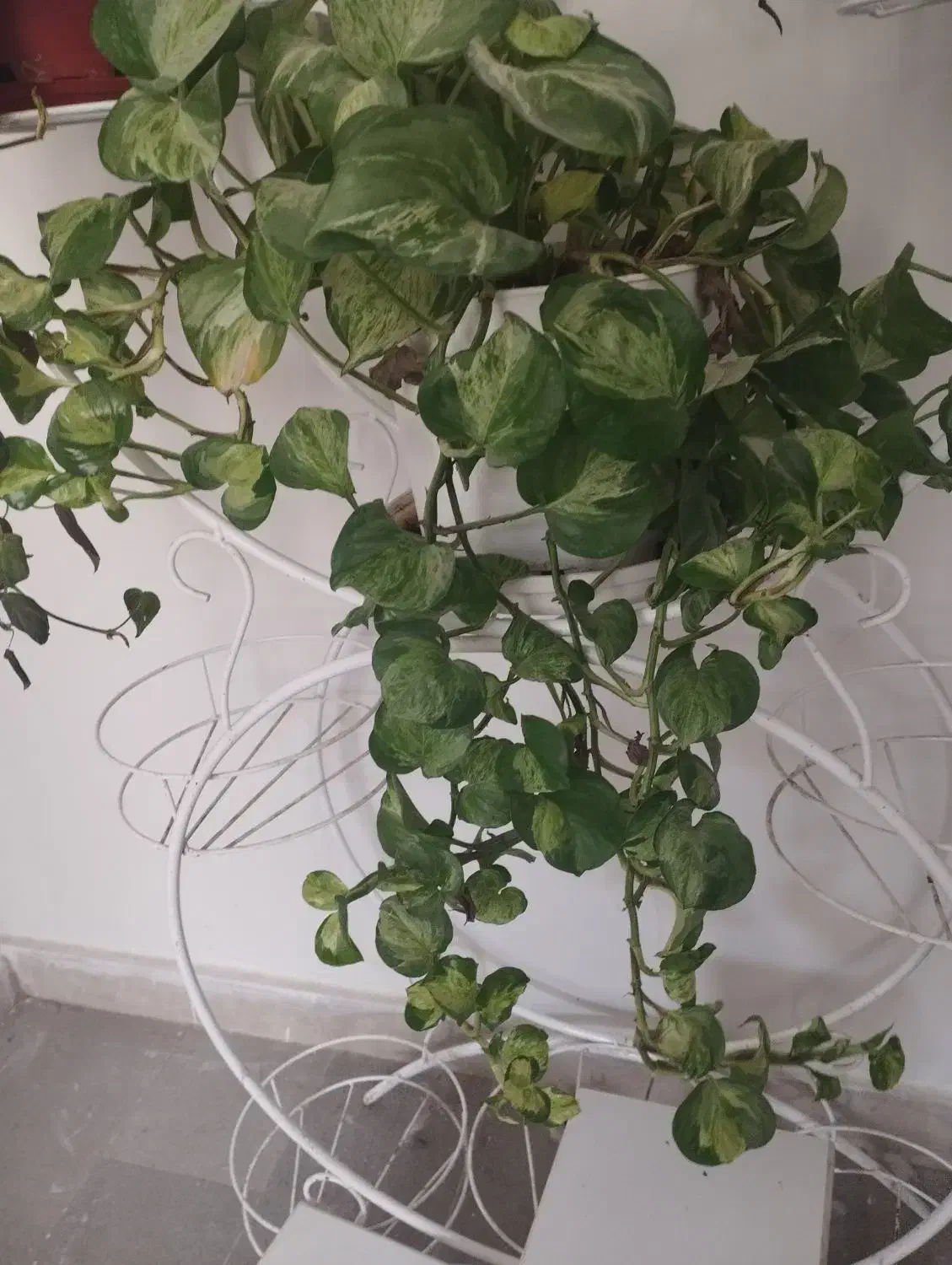 گل پتوس منجولا و گل با برگهای مخملی سبز|گل و گیاه طبیعی|کرج, کوی کارمندان شمالی|دیوار