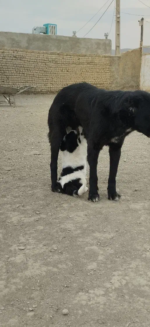 سگ قدرجونی واگذاری ماده|سگ|ملایر, |دیوار