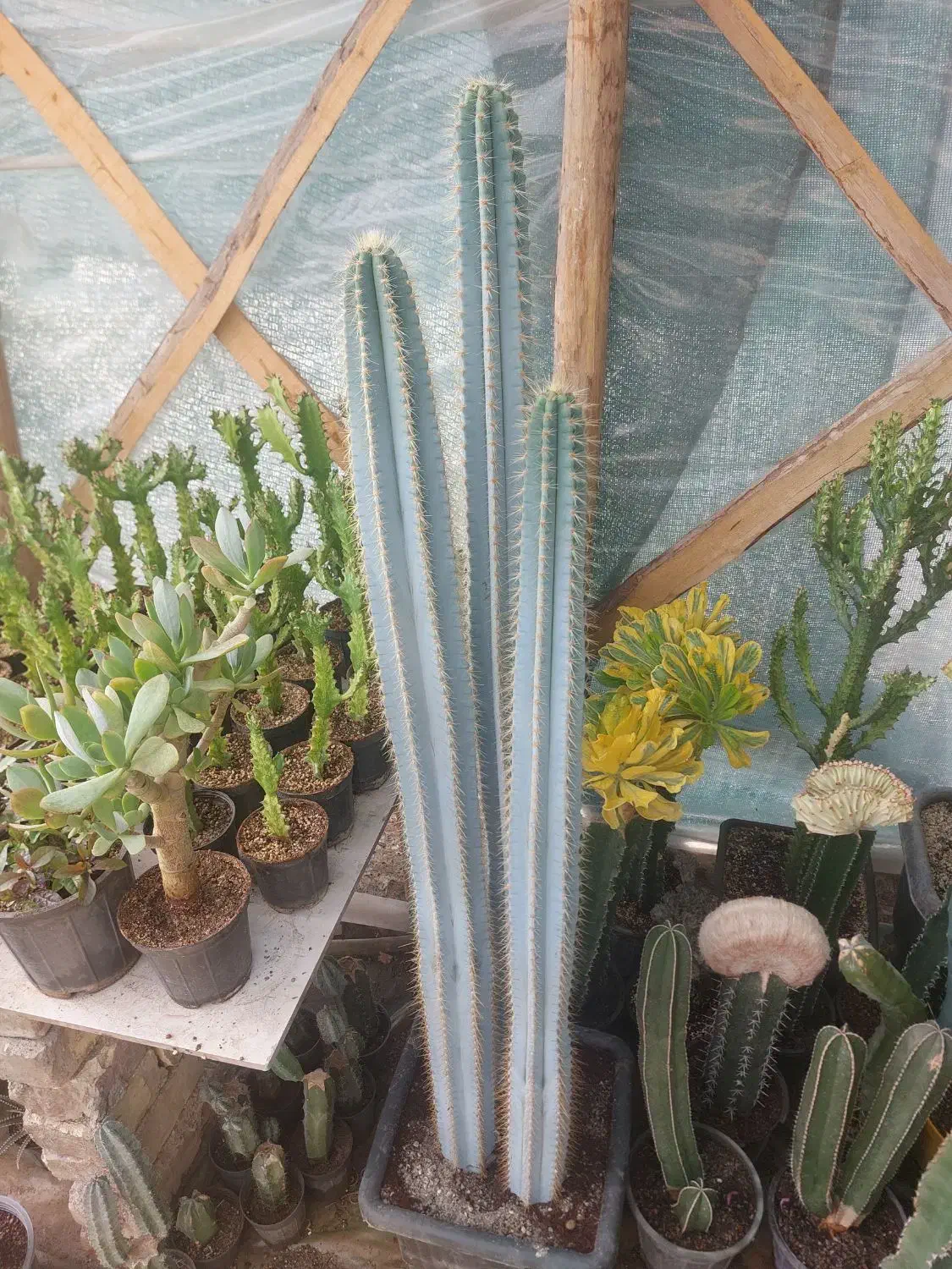 سریوس آبی|گل و گیاه طبیعی|فلاورجان, |دیوار