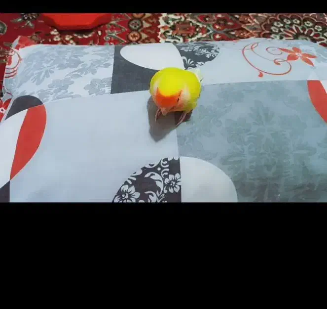 فروش فوری جفت کوتوله+ ارسال|پرنده|قائن, |دیوار