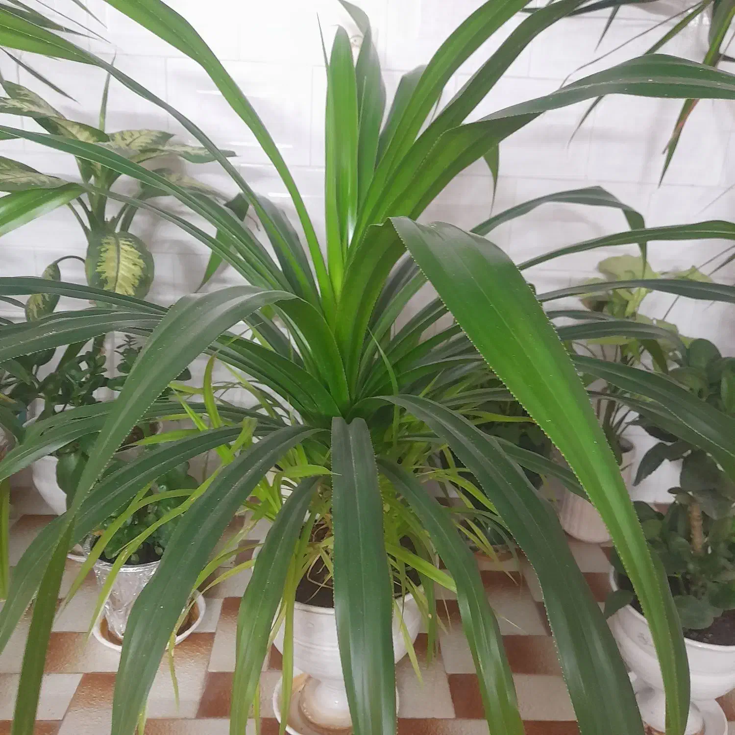 گل گیاه|گل و گیاه طبیعی|سبزوار, قصبه شرقی|دیوار