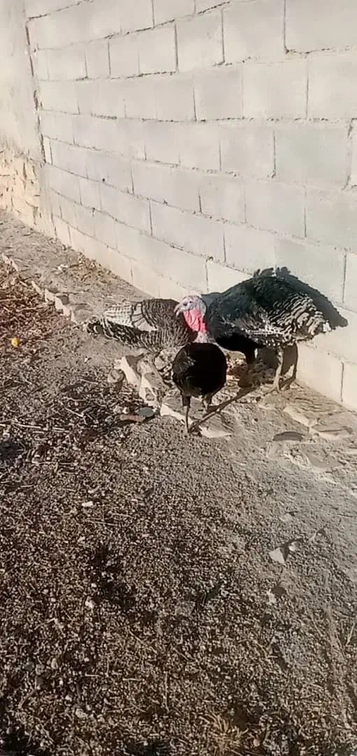 بوقلمون 2500|حیوانات مزرعه|دهدشت, |دیوار