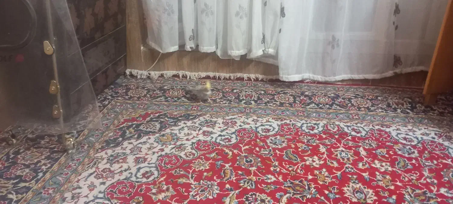 عروس هلندی|پرنده|شیراز, شیخ علی چوپان|دیوار