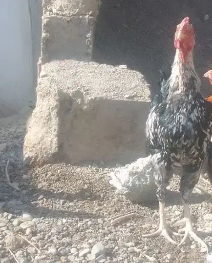 خروس محلی جوان و دورگ ۸۰۰|حیوانات مزرعه|نیمروز, |دیوار