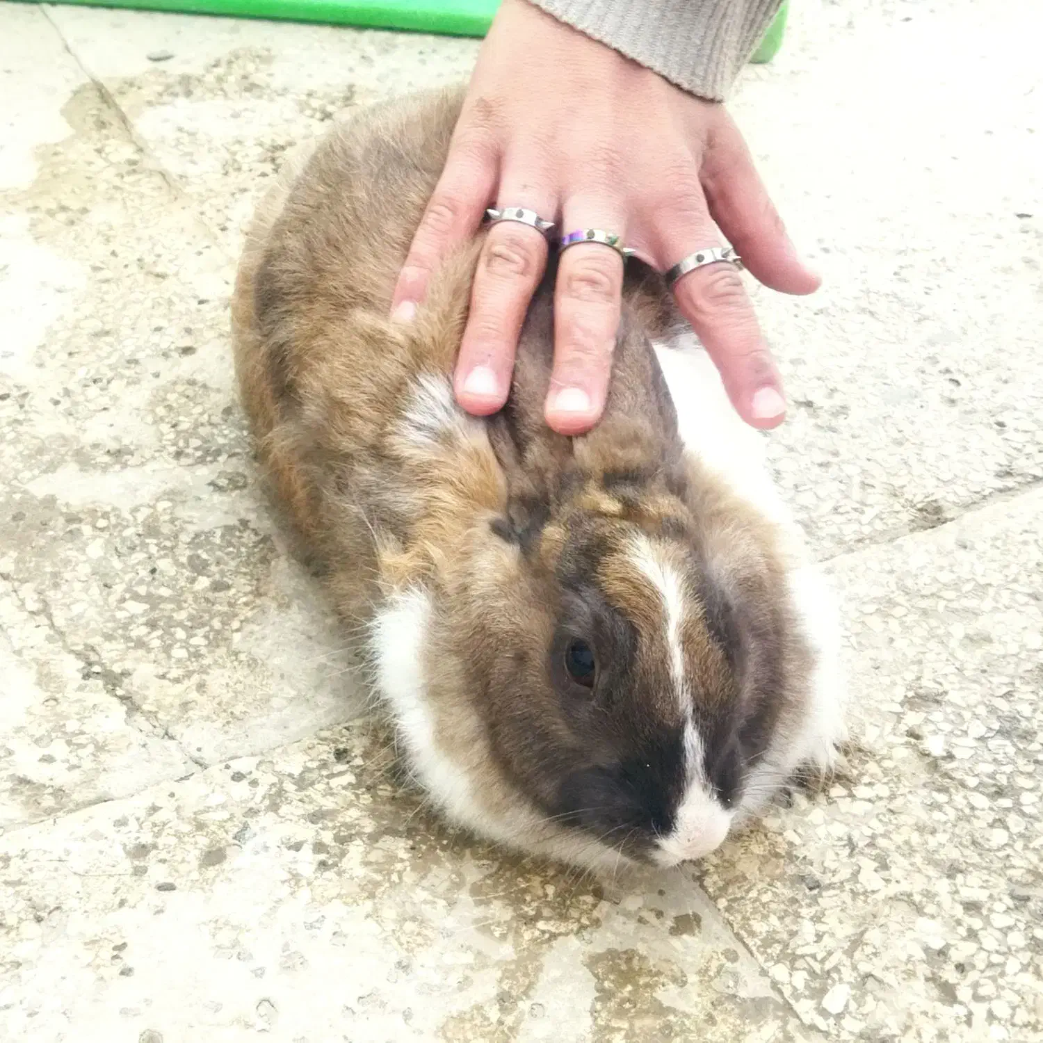 خرگوش|موش و خرگوش|شیروان (خراسان), |دیوار