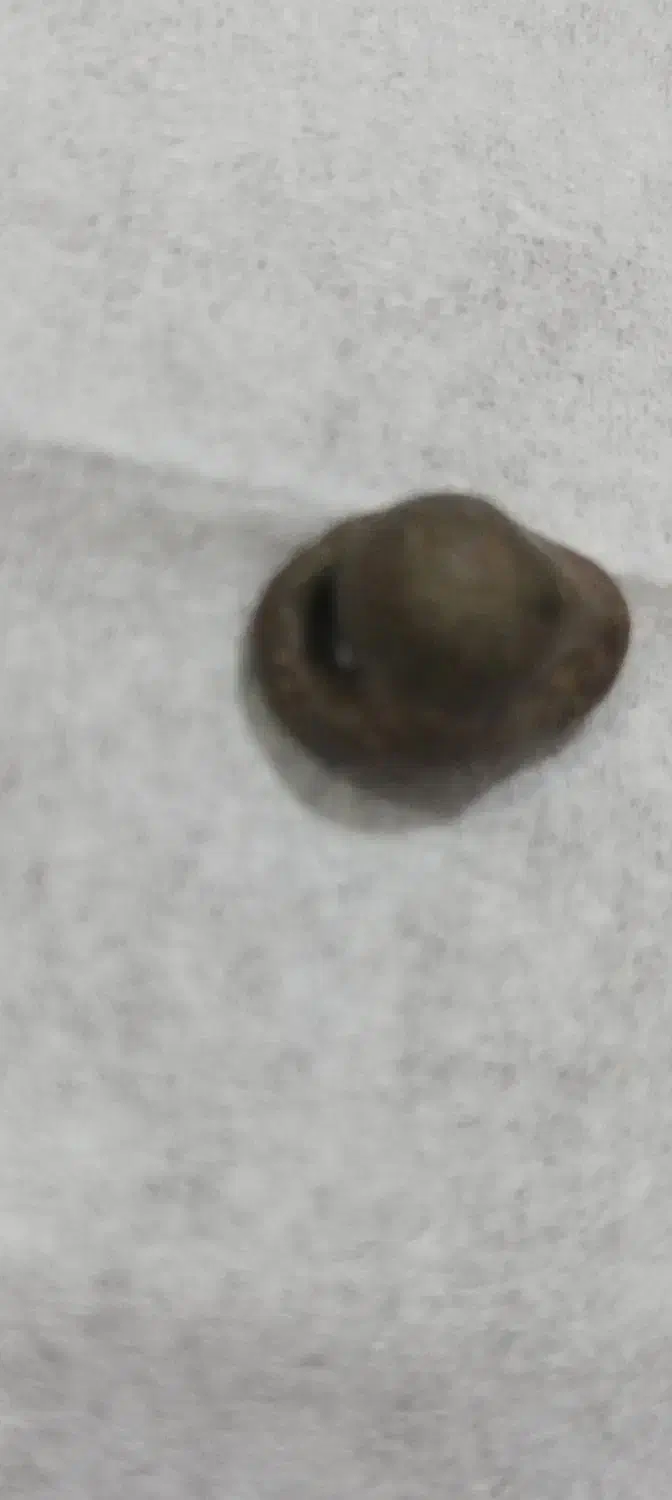 فسیل پر انرژی|جواهرات|جیرفت, |دیوار