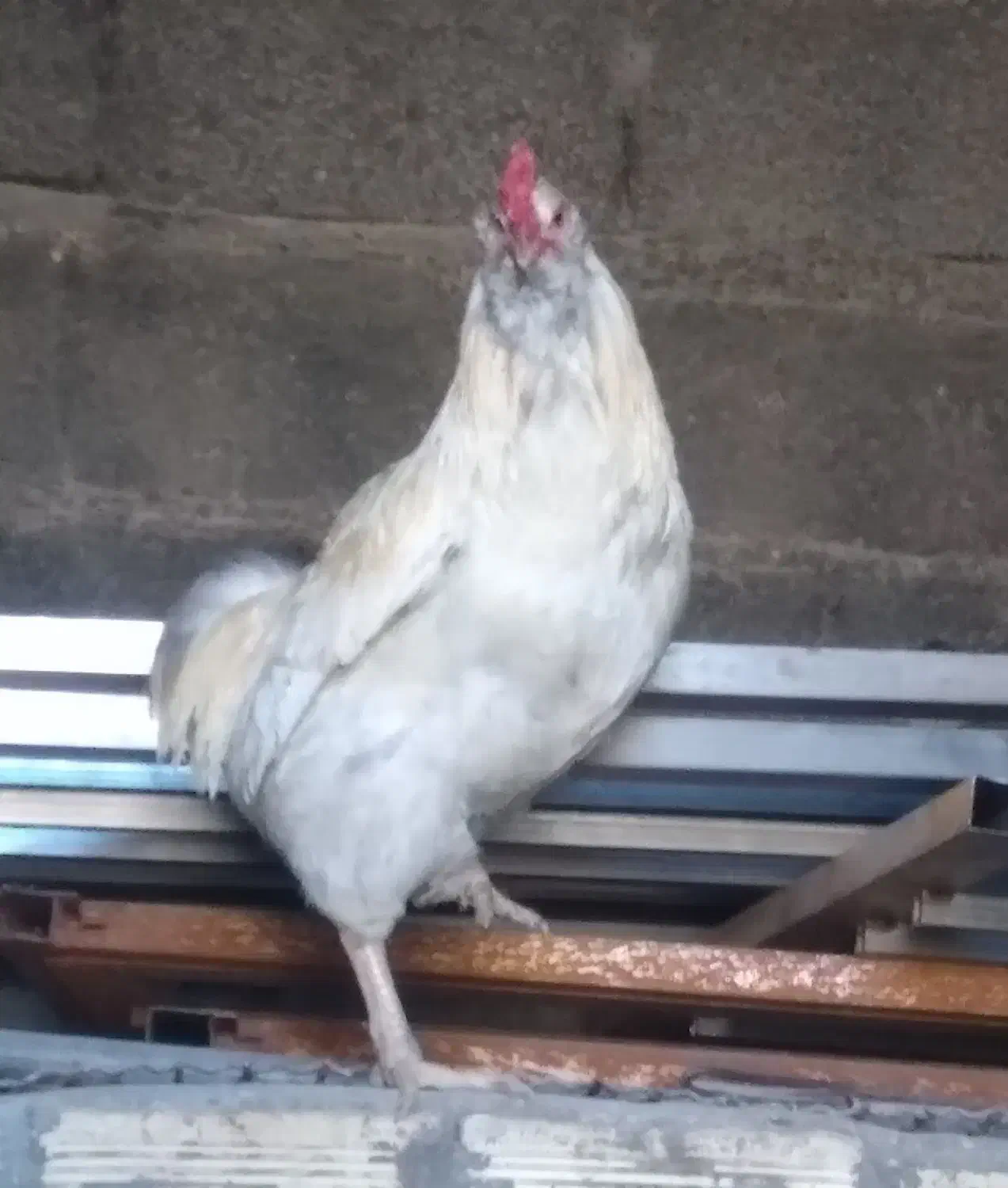 خروس محلی|حیوانات مزرعه|صوفیان, |دیوار