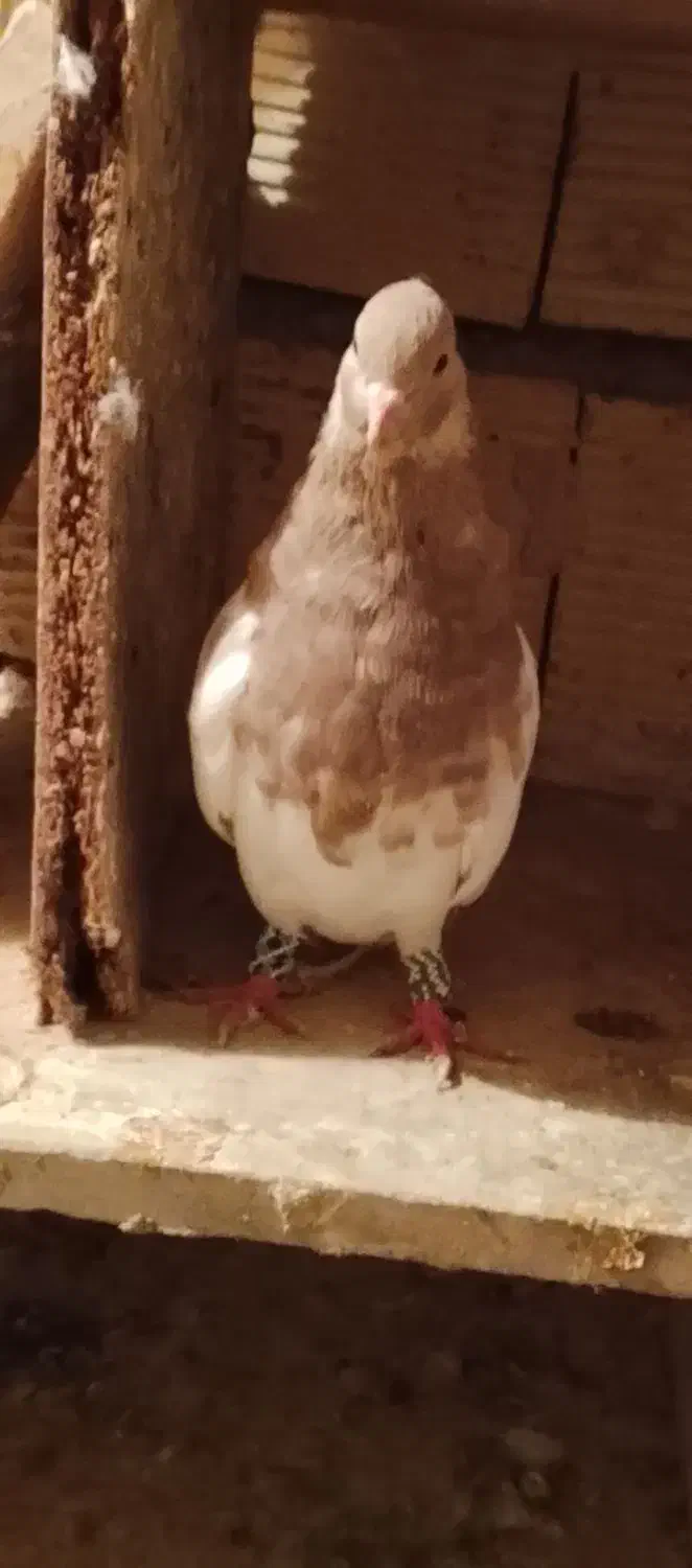 باسلام کبوتر خوب پرشتی قیمت موفت جفتی نر کله سرخ|پرنده|زاغه, |دیوار