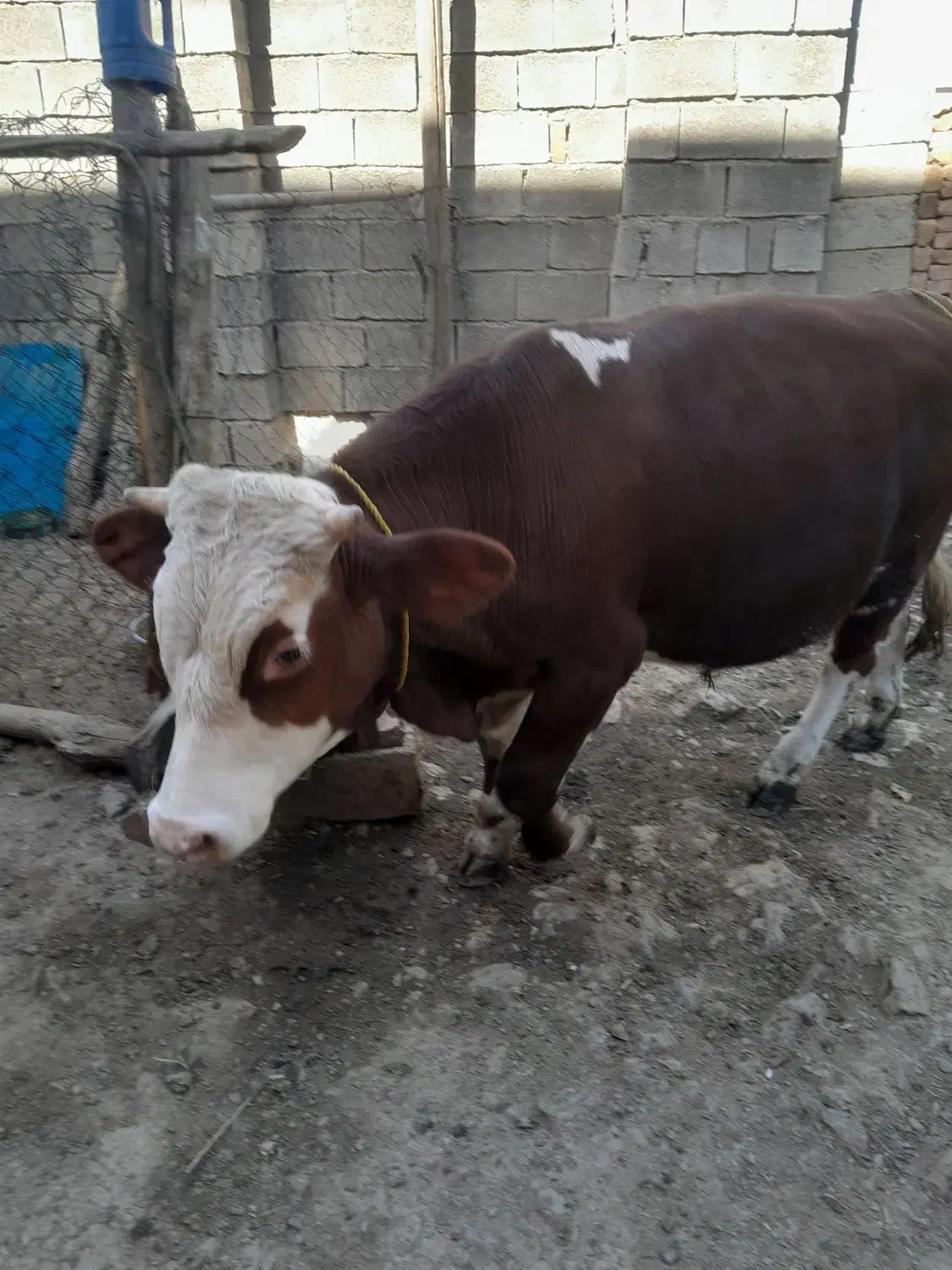 گوساله سمیتال‌اصل.به‌فروش‌می‌رسد|حیوانات مزرعه|بانه, |دیوار