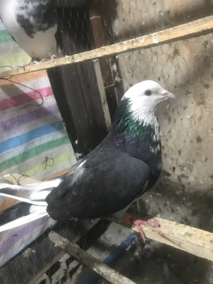 نر ابلغ عالی|پرنده|تهران, خزانه|دیوار