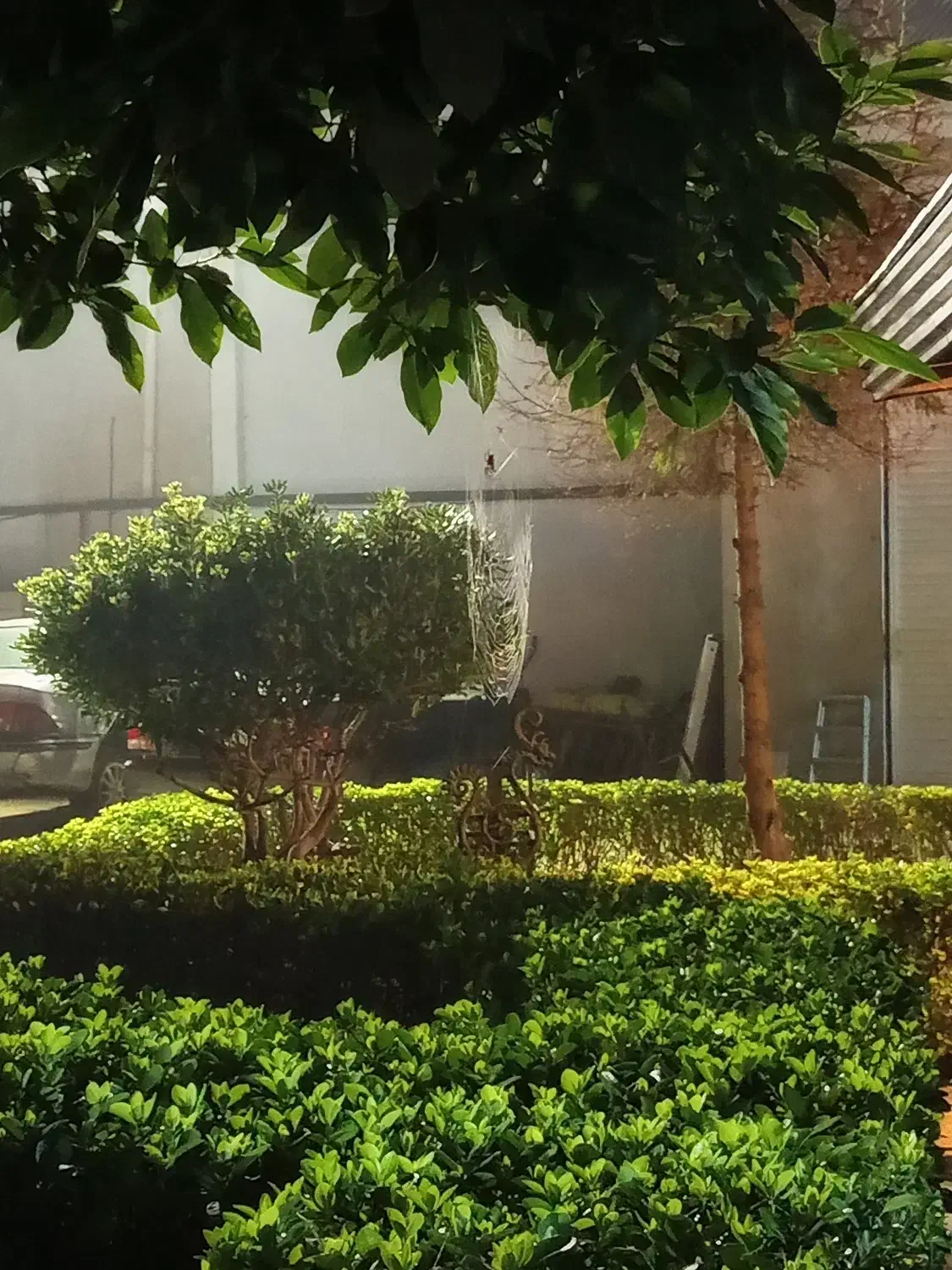 یک گربه خانگی پیدا شده|گربه|رشت, شهریاران|دیوار