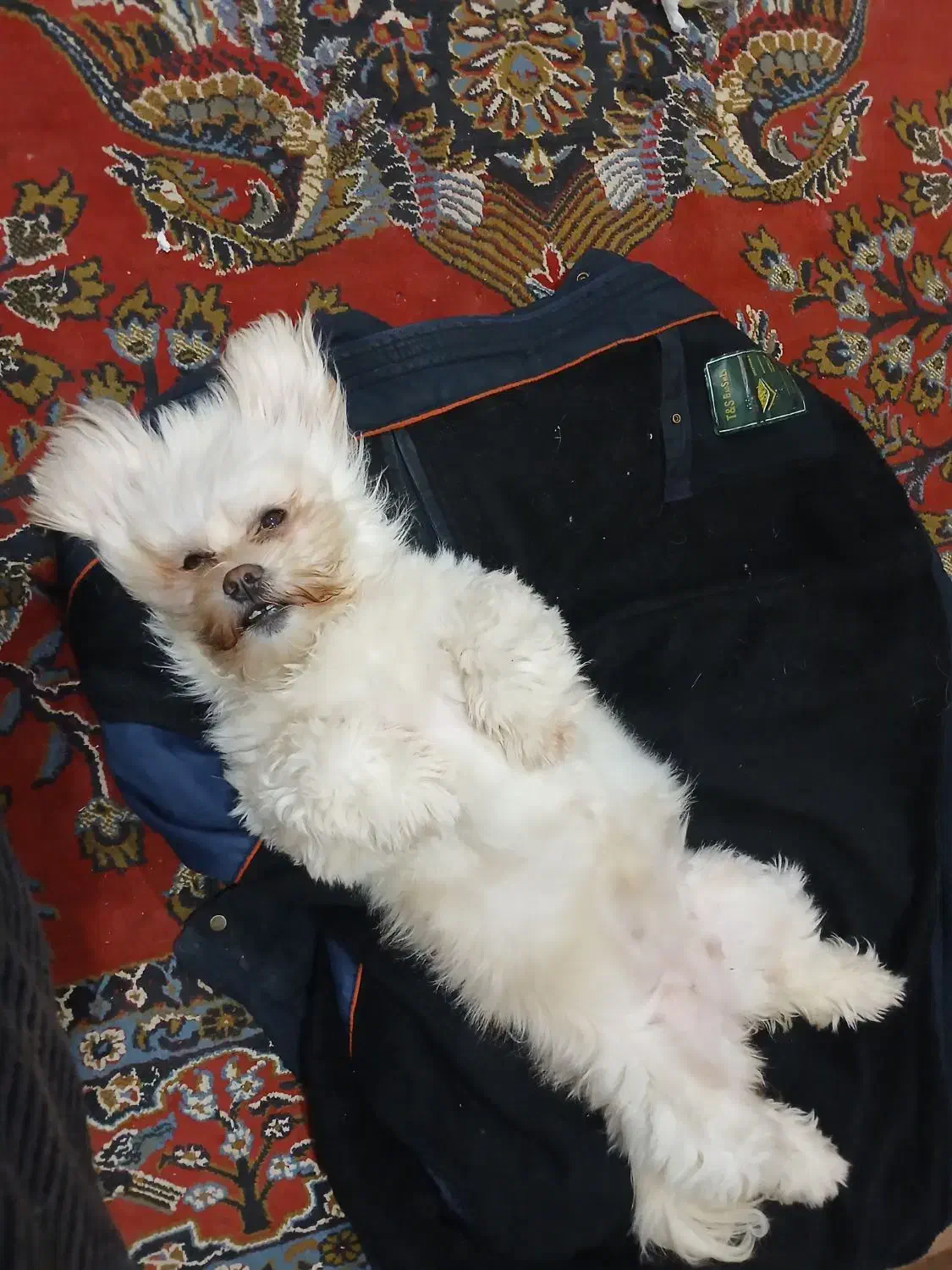 فروش طوله سگ 1سال۴ماه سنش ماده هست|سگ|اردبیل, |دیوار