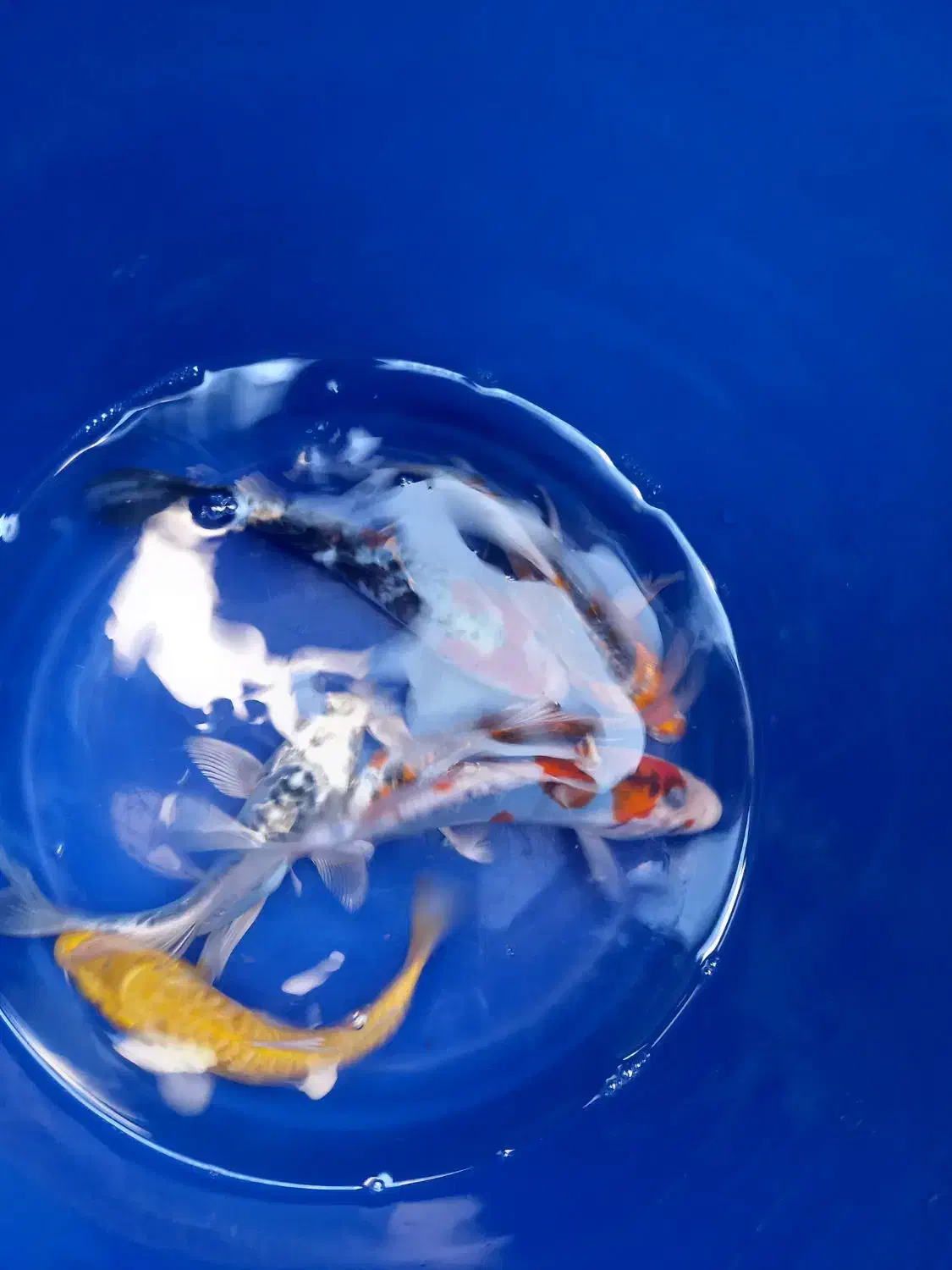 فروش انواع ماهی کوی قرمز پیتوپاک بالاترین کیفیت|ماهی|تهران, خرمشهر|دیوار