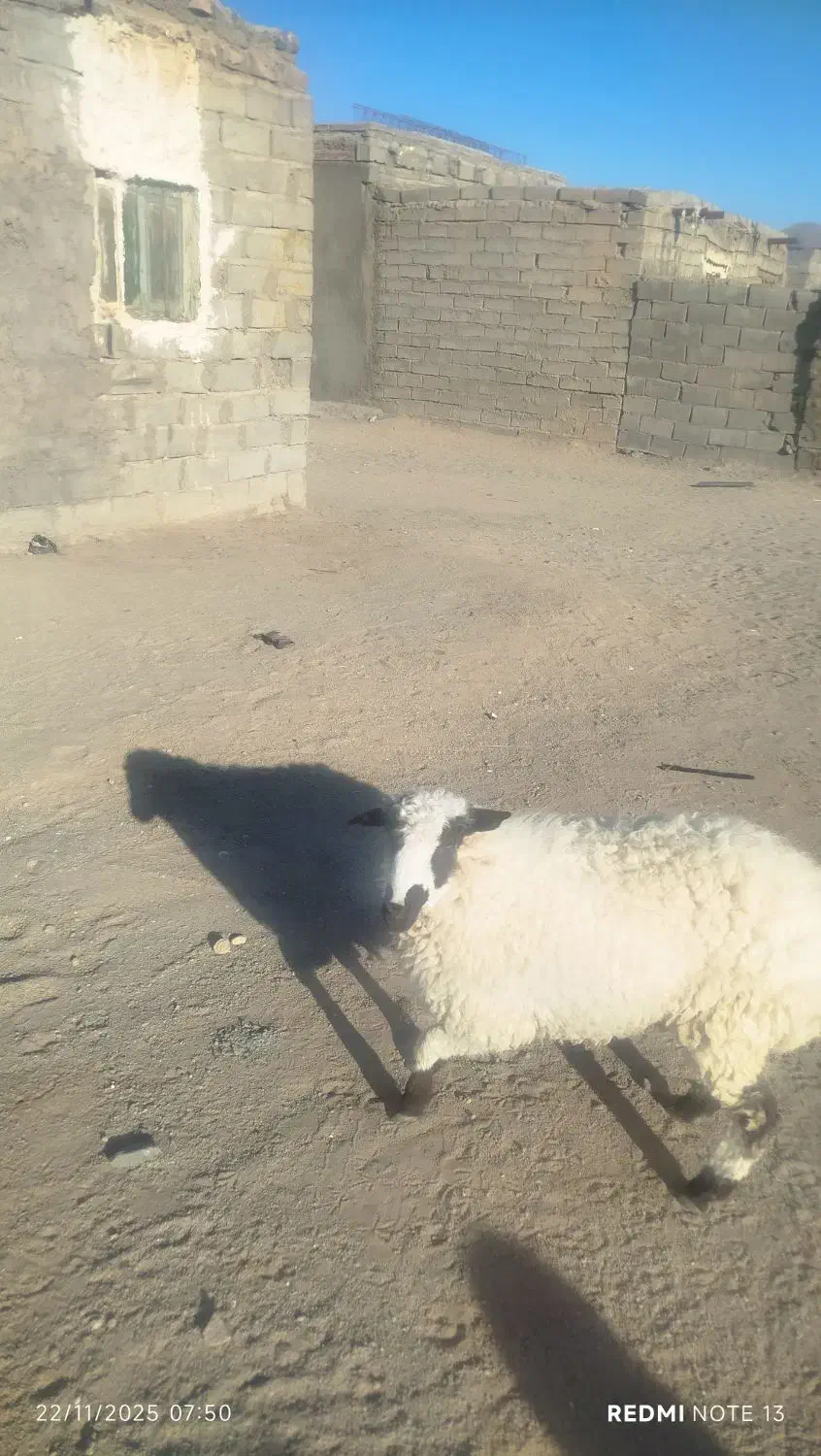 یه عدد بره ماده قیمت 14میلیون|حیوانات مزرعه|زاهدان, |دیوار