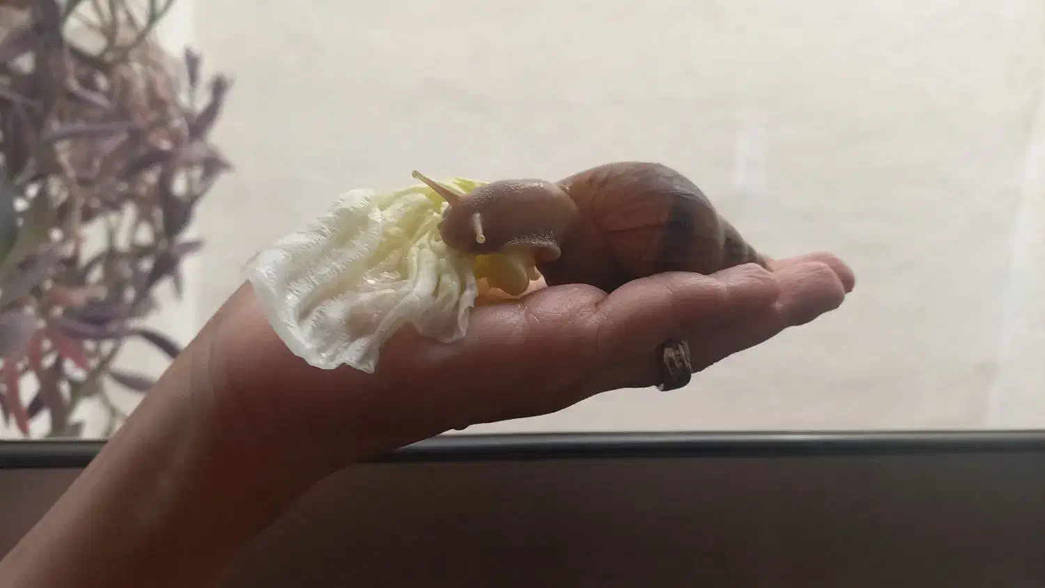 حلزون|خزنده|اصفهان, سنبلستان|دیوار