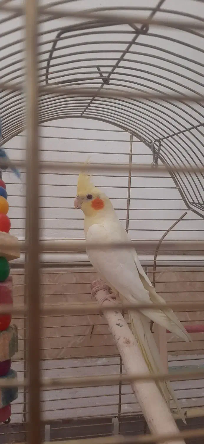 عروس هلندی|پرنده|سیرجان, |دیوار